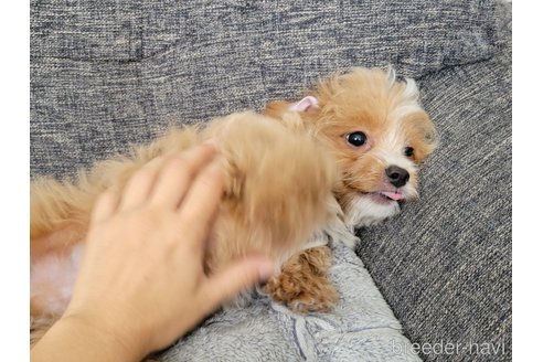 成約済の神奈川県のミックス犬-322009の2枚目