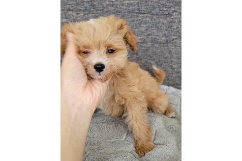 成約済の神奈川県のミックス犬-322011の2枚目