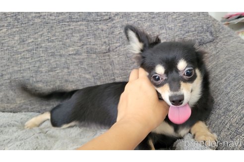成約済の神奈川県のチワックス:チワワ×ミニチュアダックスフンド-310282の9枚目