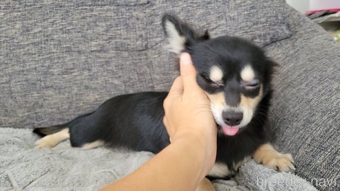 成約済の神奈川県のチワックス:チワワ×ミニチュアダックスフンド-310282の8枚目