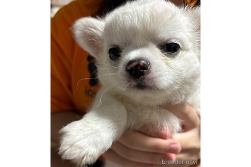 成約済の福岡県のチワワ(ロングコート)-330321の10枚目