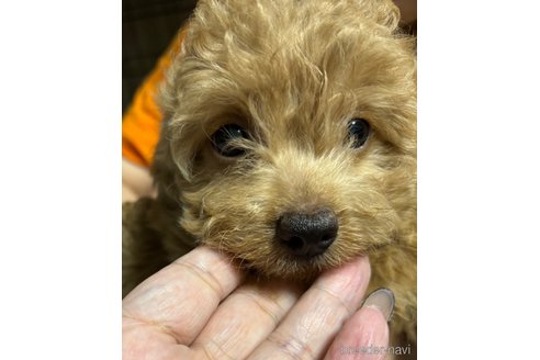 成約済の福岡県のチワプー:チワワ×トイプードル-325517の5枚目