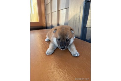 成約済の滋賀県の柴犬-332204の2枚目