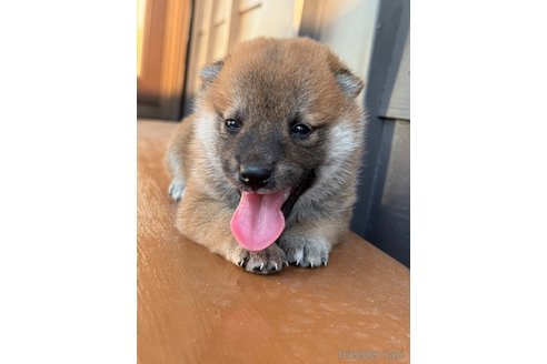 成約済の滋賀県の柴犬-332204の3枚目