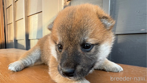 成約済の滋賀県の柴犬-332204