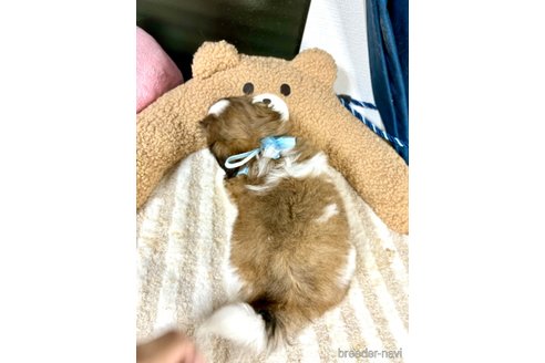 成約済の福岡県のシーズー-335229の9枚目
