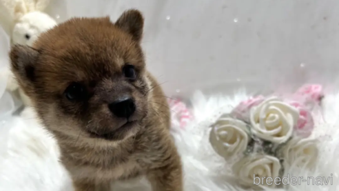 成約済の栃木県の柴犬-332994の1枚目