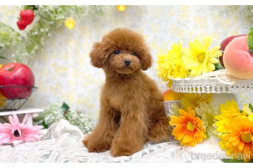 成約済の愛知県のティーカッププードル-311055の5枚目