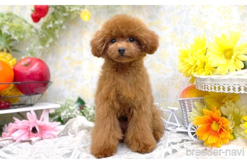 成約済の愛知県のティーカッププードル-311055の3枚目