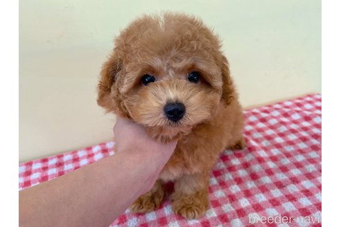 成約済の静岡県のマルプー:マルチーズ×トイプードル-327289の1枚目