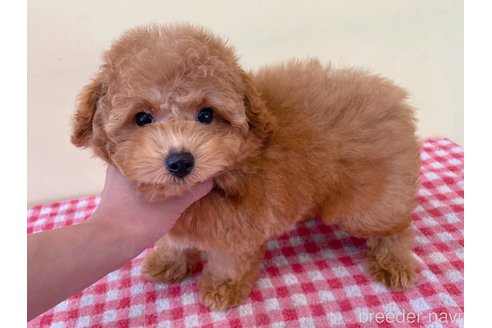 成約済の静岡県のマルプー:マルチーズ×トイプードル-327289の5枚目