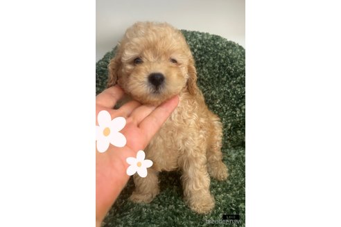 成約済の愛媛県のトイプードル-328592の1枚目
