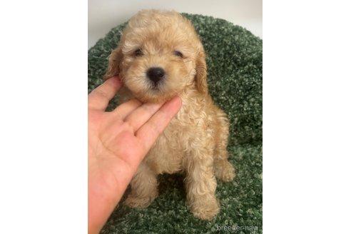 成約済の愛媛県のトイプードル-328592の3枚目