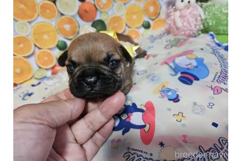成約済の神奈川県のフレンチブルドッグ-335255の14枚目