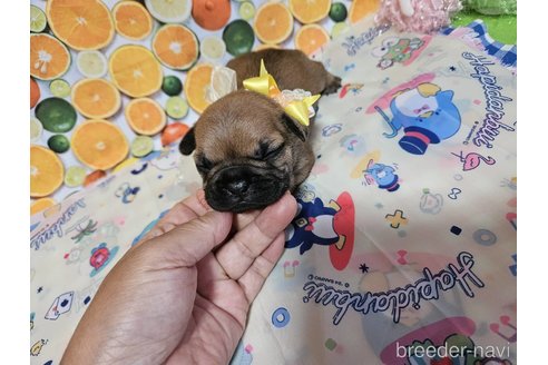 成約済の神奈川県のフレンチブルドッグ-335255の12枚目