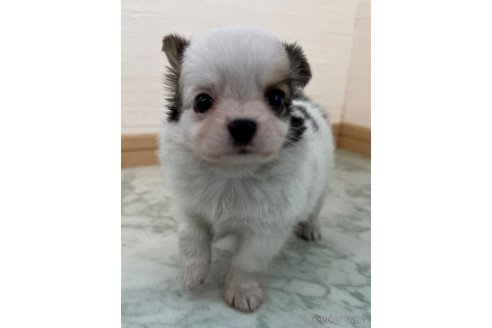 成約済の香川県のチワワ(ロングコート)-335260の1枚目