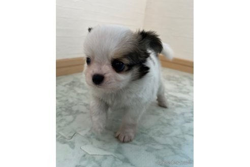 成約済の香川県のチワワ(ロングコート)-335260の5枚目