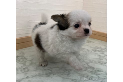 成約済の香川県のチワワ(ロングコート)-335260の8枚目