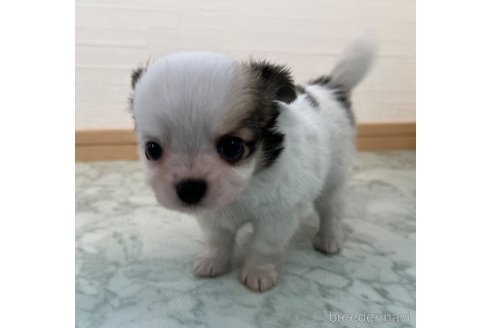 成約済の香川県のチワワ(ロングコート)-335260の9枚目