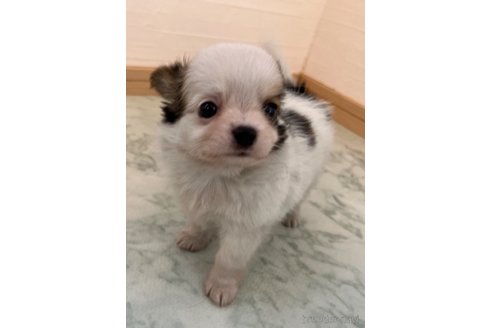 成約済の香川県のチワワ(ロングコート)-335260の12枚目