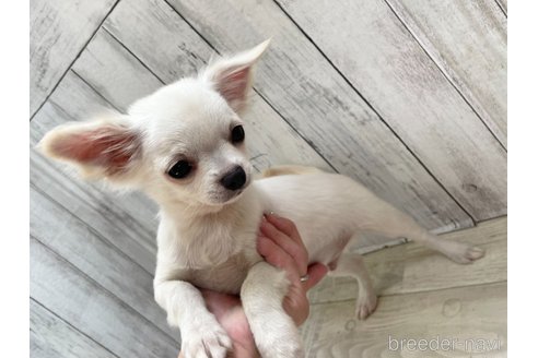 成約済の愛知県のチワワ(ロングコート)-335263の3枚目