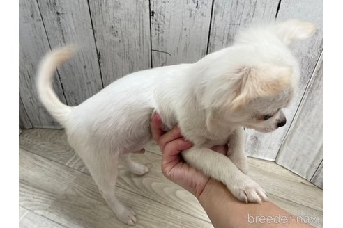 成約済の愛知県のチワワ(ロングコート)-335263の4枚目