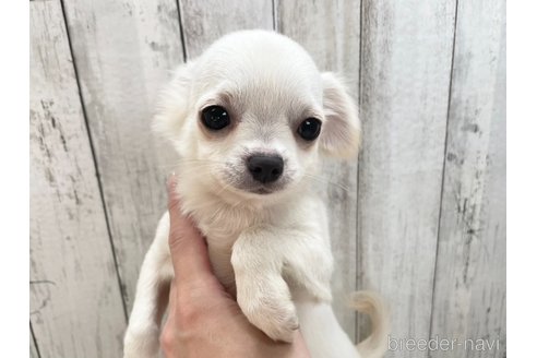 成約済の愛知県のチワワ(ロングコート)-335263の5枚目