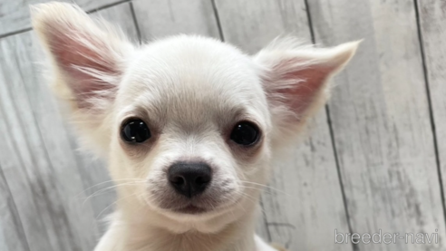 成約済の愛知県のチワワ(ロングコート)-335263の1枚目