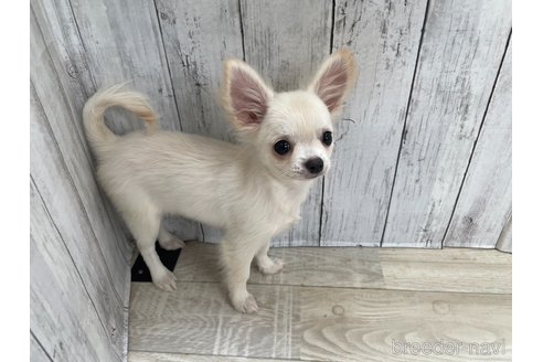 成約済の愛知県のチワワ(ロングコート)-335264の2枚目