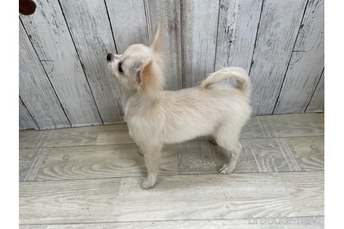 成約済の愛知県のチワワ(ロングコート)-335264の3枚目