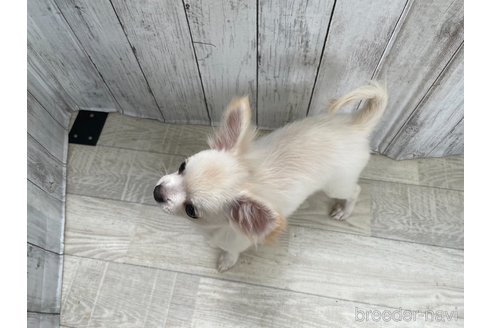 成約済の愛知県のチワワ(ロングコート)-335264の4枚目