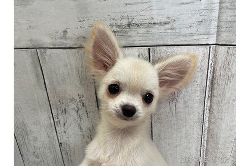 成約済の愛知県のチワワ(ロングコート)-335264の5枚目