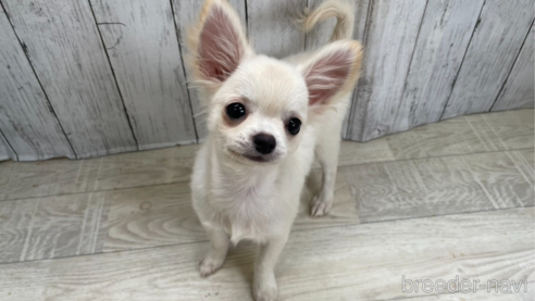 成約済の愛知県のチワワ(ロングコート)-335264の1枚目