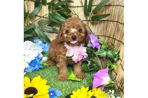 成約済の愛知県のトイプードル-331756の13枚目