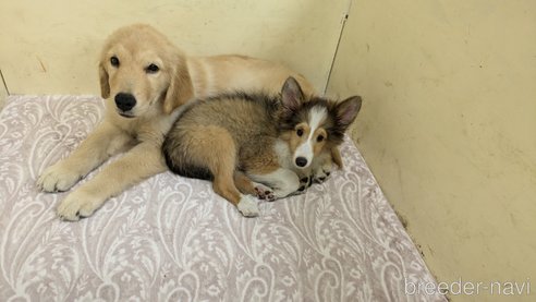 成約済の熊本県のゴールデンレトリーバー-317635の3枚目