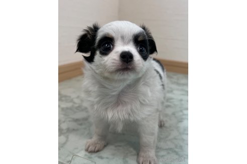 成約済の香川県のチワワ(ロングコート)-335275の1枚目