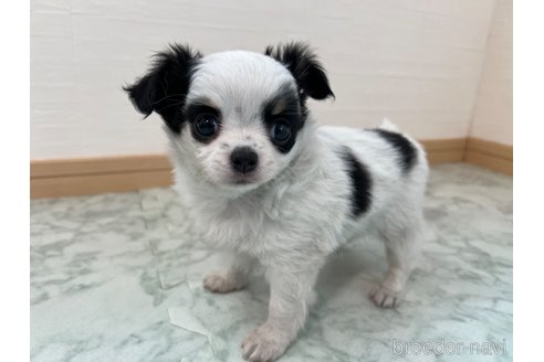 成約済の香川県のチワワ(ロングコート)-335275の4枚目