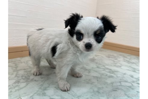 成約済の香川県のチワワ(ロングコート)-335275の5枚目