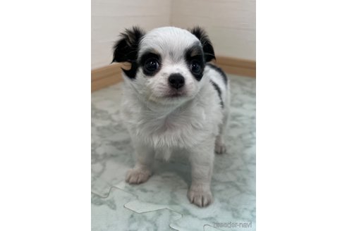 成約済の香川県のチワワ(ロングコート)-335275の6枚目