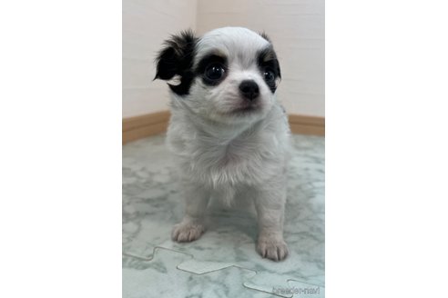 成約済の香川県のチワワ(ロングコート)-335275の7枚目