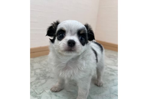 成約済の香川県のチワワ(ロングコート)-335275の8枚目