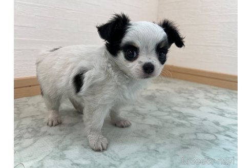 成約済の香川県のチワワ(ロングコート)-335275の10枚目
