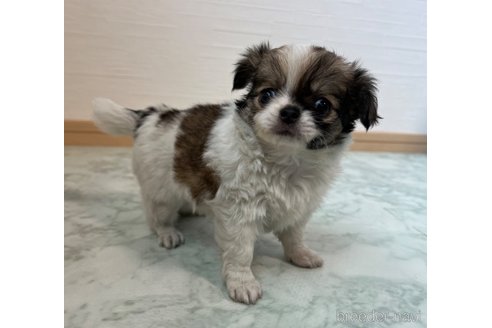 成約済の香川県のチワワ(ロングコート)-335276の2枚目