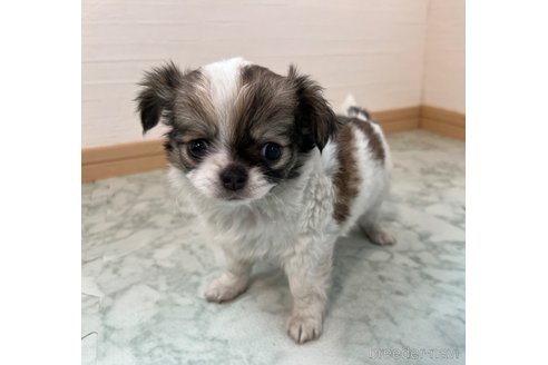 成約済の香川県のチワワ(ロングコート)-335276の8枚目