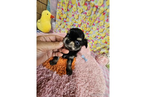 成約済の神奈川県のチワワ(ロングコート)-335277の12枚目