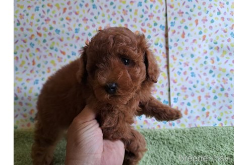 成約済の愛知県のトイプードル-329816の21枚目