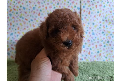 成約済の愛知県のトイプードル-329816の20枚目