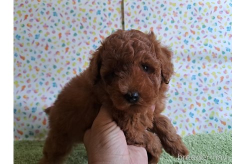 成約済の愛知県のトイプードル-329816の19枚目