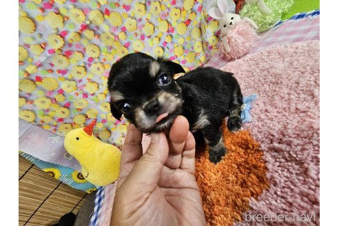 成約済の神奈川県のチワワ(ロングコート)-335277の8枚目