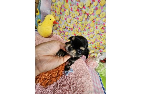 成約済の神奈川県のチワワ(ロングコート)-335277の5枚目
